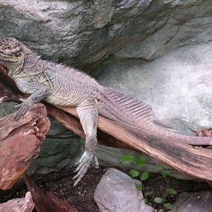 Philippine sailfin lizard