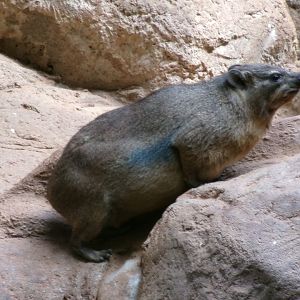Common rock hyrax