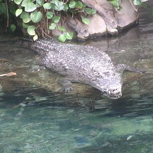 South African Nile crocodile