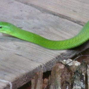 Eastern green mamba
