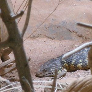 Shark Bay shingleback skink
