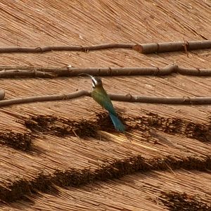 White-throated bee-eater