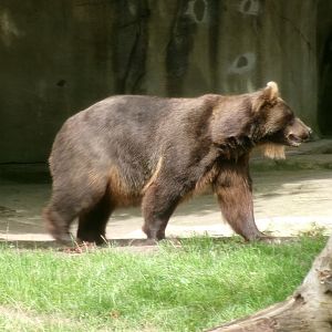 Kamchatka brown bear