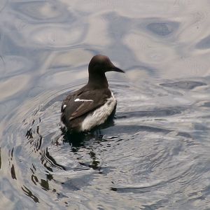 Common murre