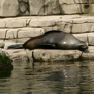 South American fur seal