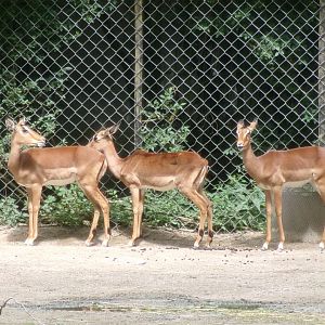 Common impalas