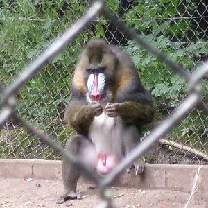 Mandrill