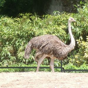 South African ostrich