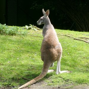 Red kangaroo