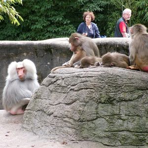 Hamadryas baboons