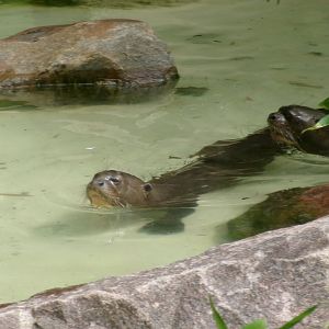 Giant otters