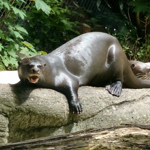 Giant otters