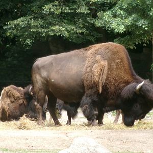American plains bison