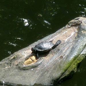 Turtle ID?
