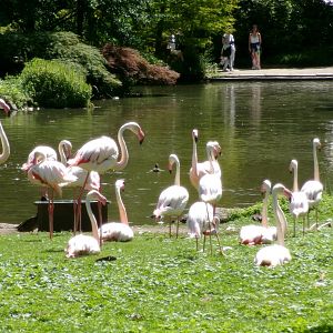 Greater flamingoes