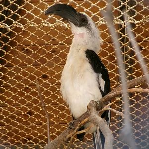 Von der Decken's hornbill