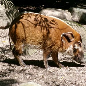 Red river hog