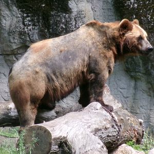 Kamchatka brown bear