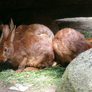 Belgian hare rabbits