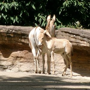Persian onagers