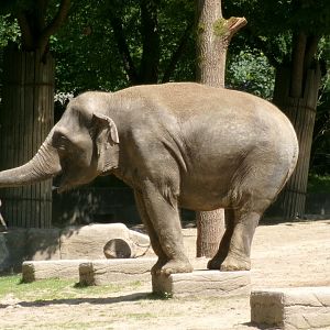 Indian elephant