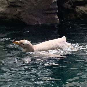Subantarctic gentoo penguin