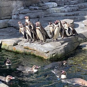 Humboldt penguins