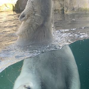Polar bear