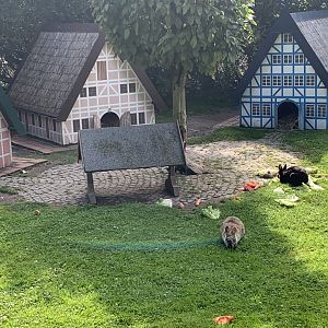 Rabbit village