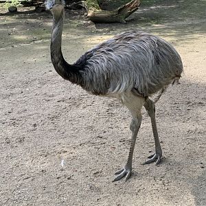 Greater rhea