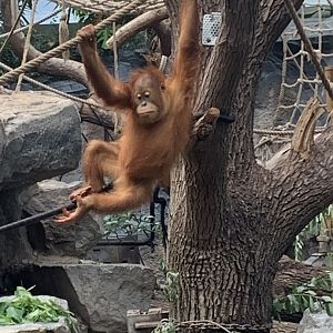 Sumatran orangutan