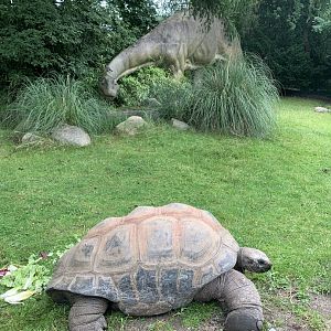 Aldabra giant tortoise