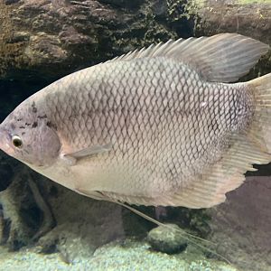 Giant gourami