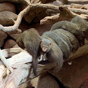 Dwarf mongooses