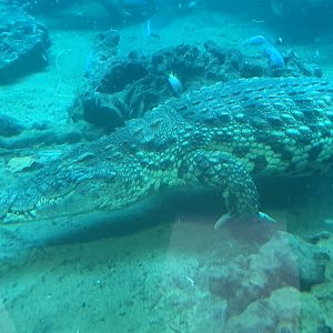 South African Nile crocodile