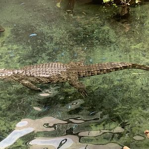 South African Nile crocodile