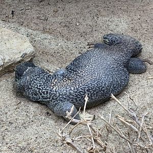 Oman spiny-tailed lizard