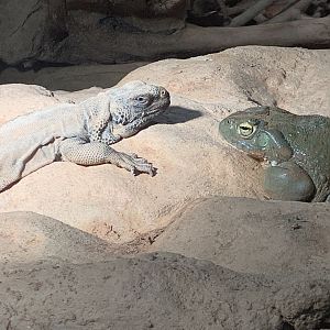 Common chuckwalla and Colorado River toad