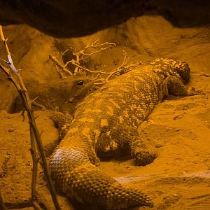 Gila monster and Colorado river toad