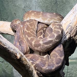 Rough-scaled python
