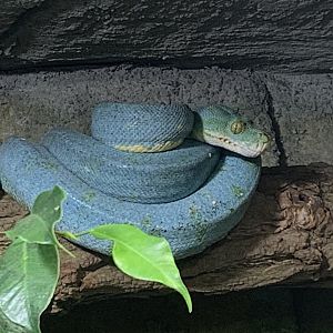 Green tree python