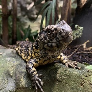 Chinese crocodile lizard