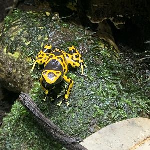 Yellow-banded poison dart frog
