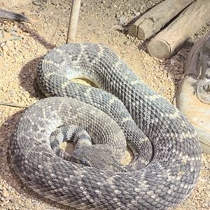 Western diamondback rattlesnake