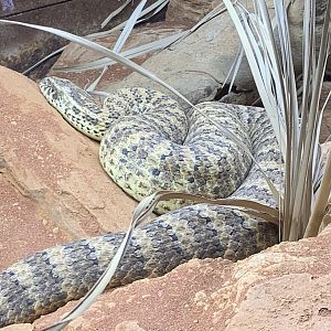 Common death adder