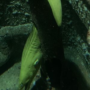 Green moray