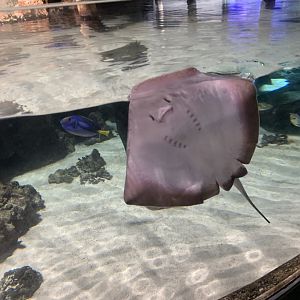 Southern stingray
