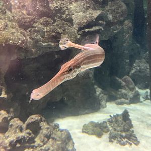 Chinese Trumpetfish