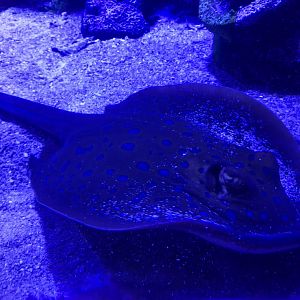 Bluespotted ribbontail ray