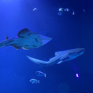 Zebra shark and blackfin guitarfish